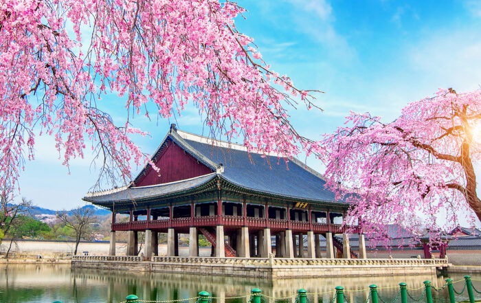 Gyeongbokgung Palace with cherry blossom in spring, Seoul in Kor  Mitra IT | Your Trusted & Reliable Software Solutions